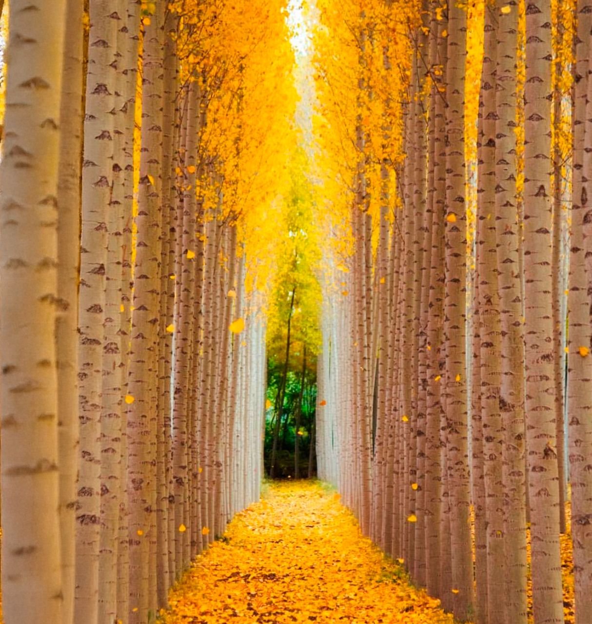 Camino entre árboles de hojas doradas en otoño